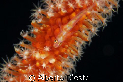 Goby on soft coral by Alberto D'este 